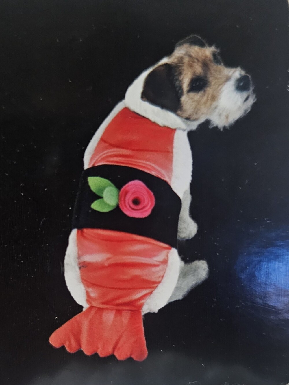 Dog Costume - Sushi, Sz Medium